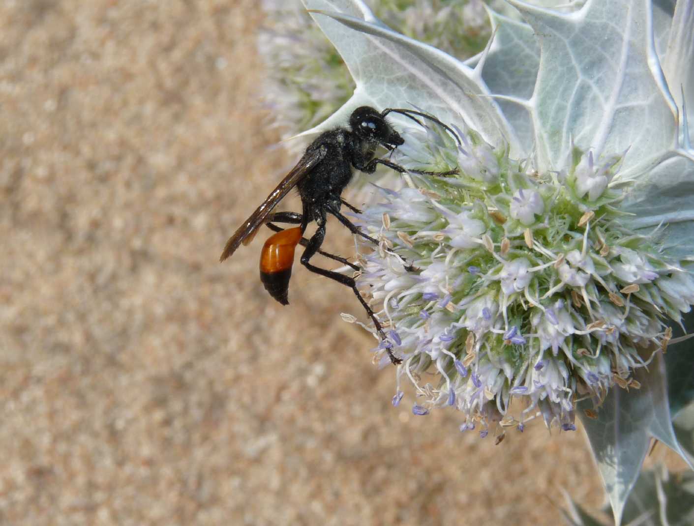 Sphecidae: femmina di Palmodes occitanicus?